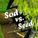Big Roll Sod Tubes: Sod vs Seed