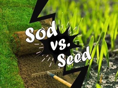 Big Roll Sod Tubes: Sod vs Seed